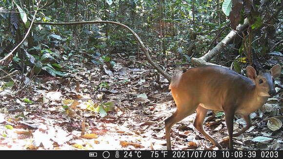 Image of white-bellied duiker