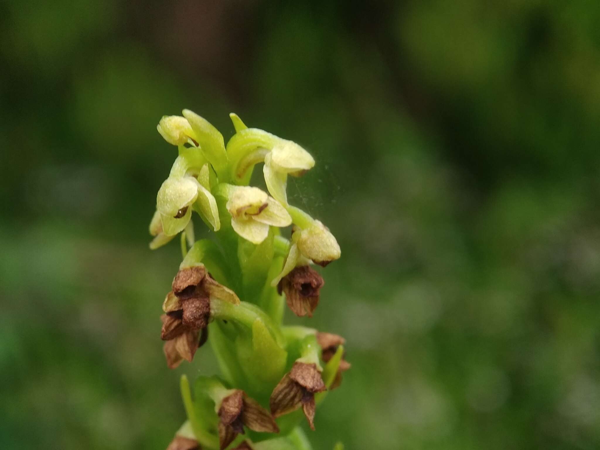 Imagem de Platanthera pollostantha R. M. Bateman & M. Moura