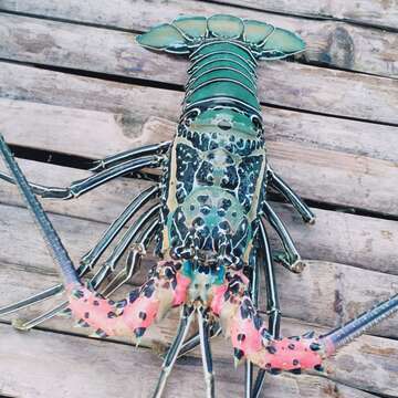 Image of Painted Spiny Lobster