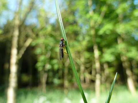 Image of Chyliza leptogaster (Panzer 1798)