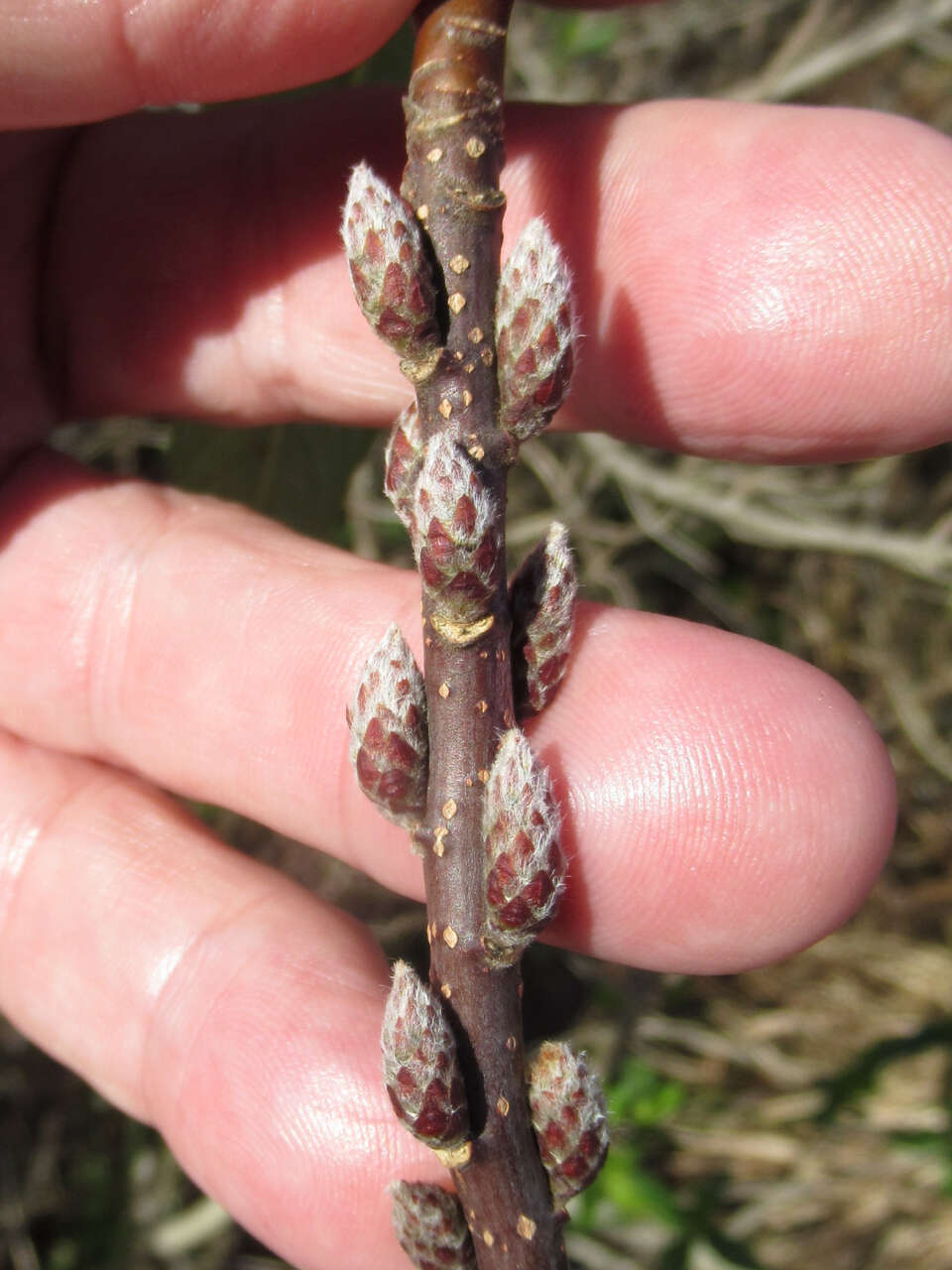 Image of hairy corkwood