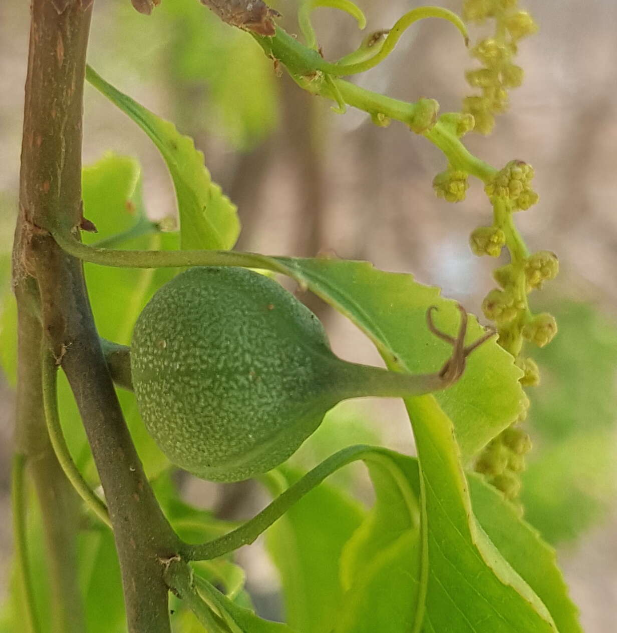 Pleradenophora lottiae (McVaugh) A. L. Melo & Esser的圖片