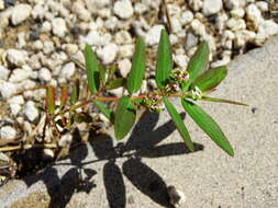 Слика од Euphorbia hypericifolia L.