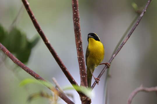 Image of Bahama Yellowthroat