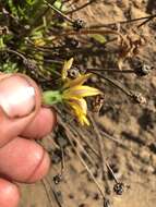 Image of woolly goat chicory