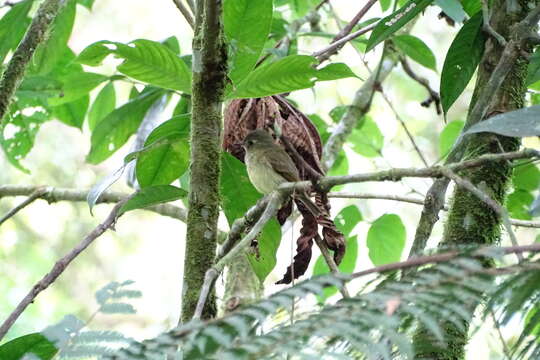 Image of Olive-striped Flycatcher