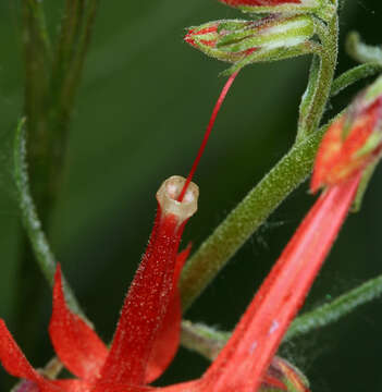 Ipomopsis aggregata subsp. aggregata resmi