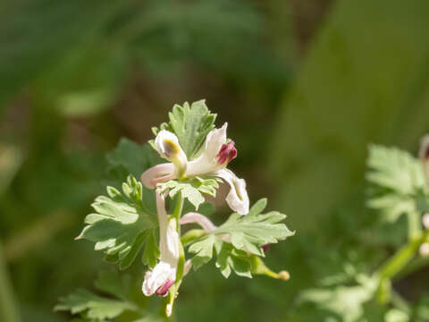 Image of Corydalis bungeana Turcz.