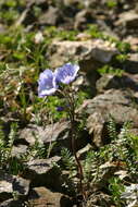 Слика од Polemonium boreale Adams