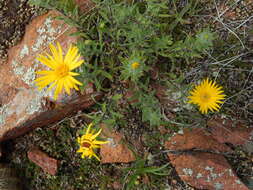 Image of stiffleaf false goldenaster