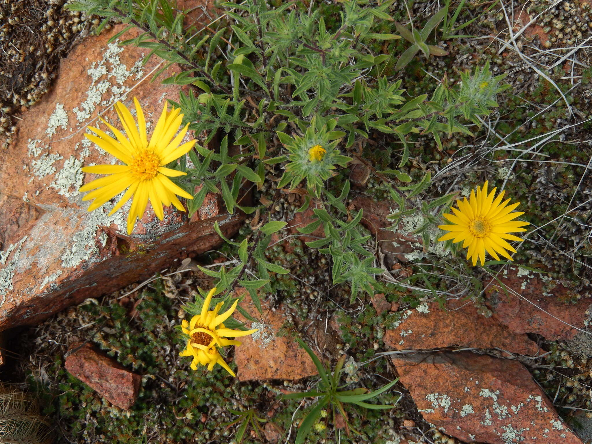 Image de Heterotheca stenophylla (A. Gray) Shinners