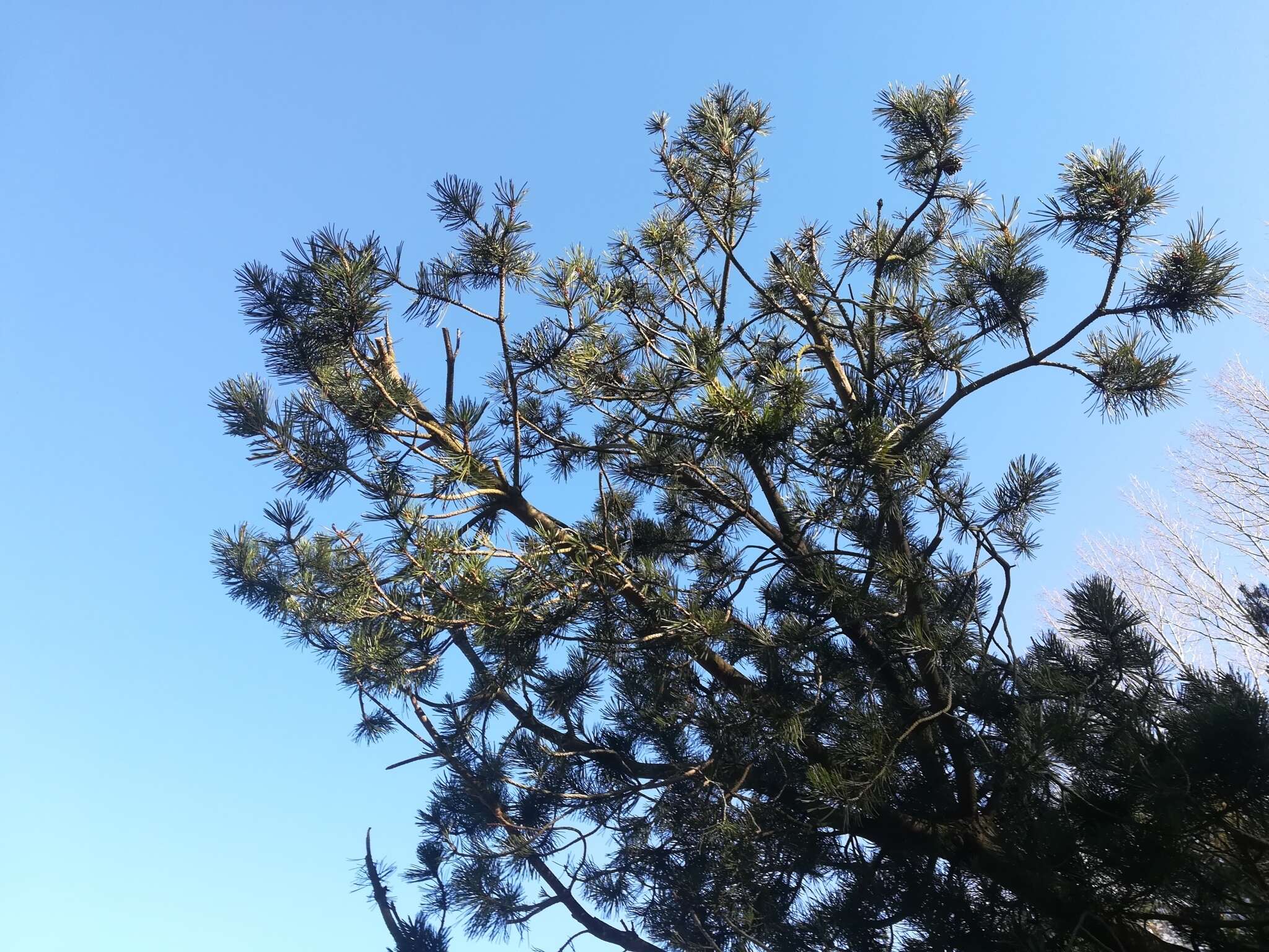 Image of Mountain Pine