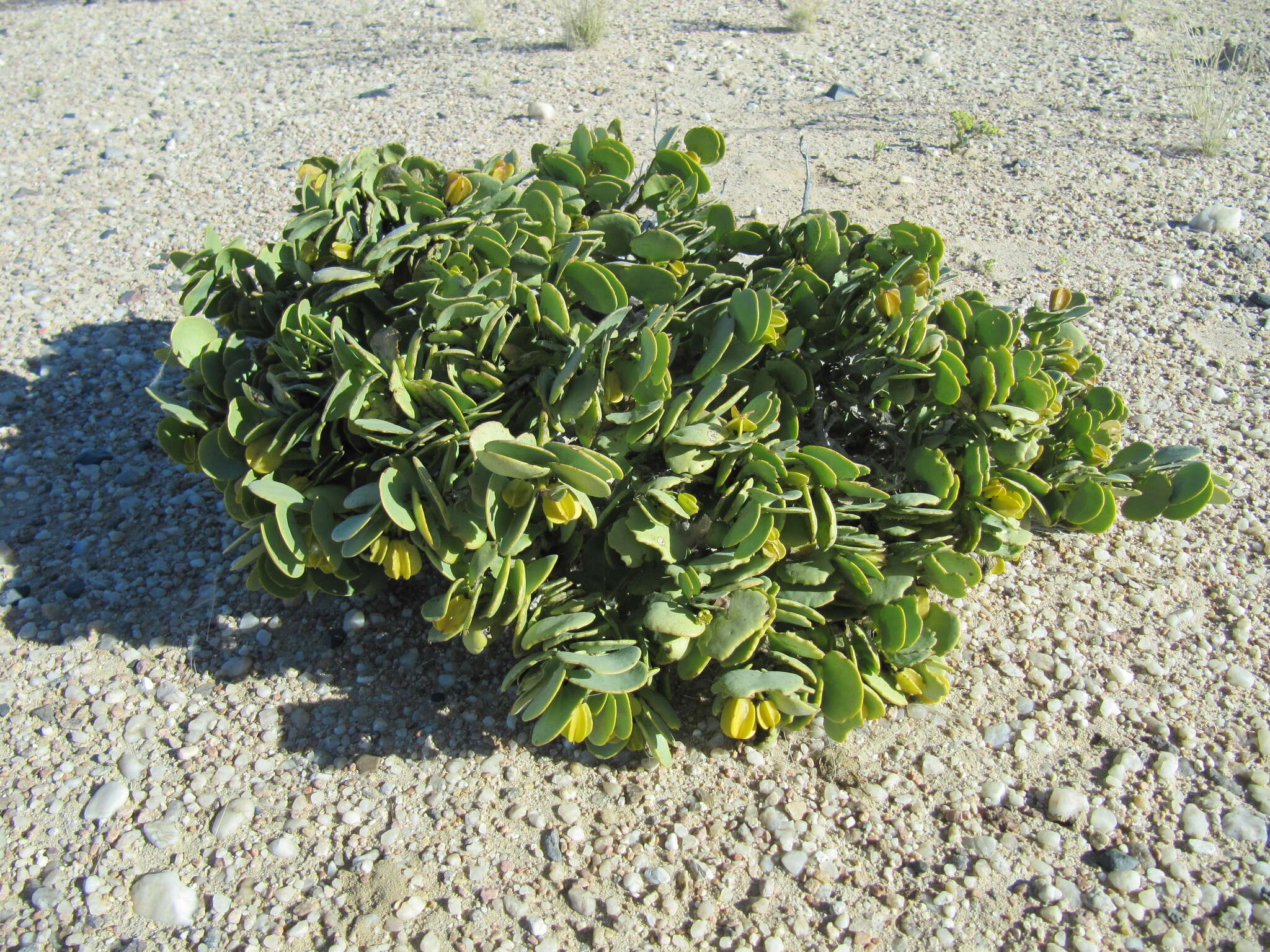 Image of Tetraena stapfii (Schinz) Beier & Thulin