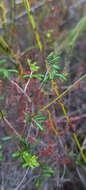 Imagem de <i>Indigofera <i>angustifolia</i></i> var. angustifolia