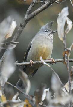 Image of Stripe-throated Yuhina