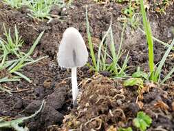 Image of Coprinopsis pseudonivea (Bender & Uljé) Redhead, Vilgalys & Moncalvo 2001