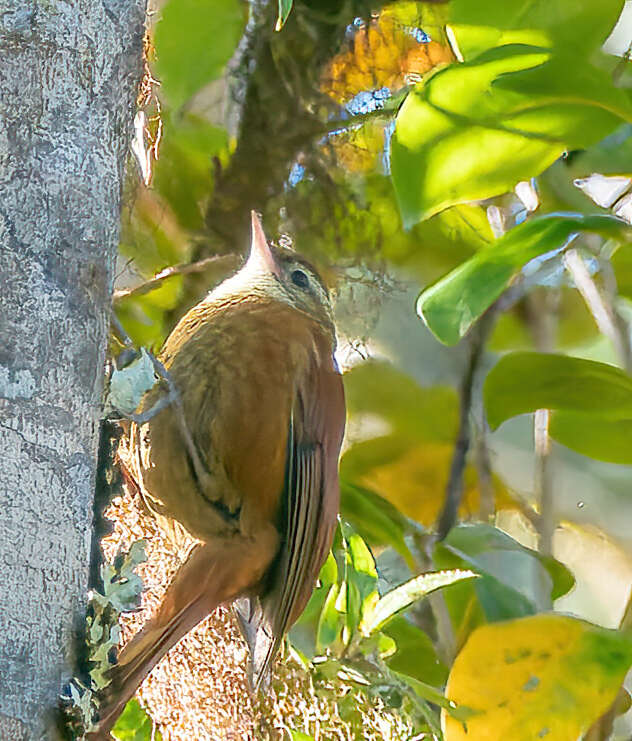 Margarornis rubiginosus Lawrence 1865的圖片