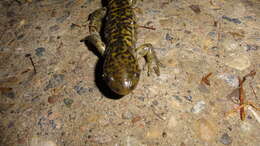 Image of Ambystoma mavortium melanostictum (Baird 1860)