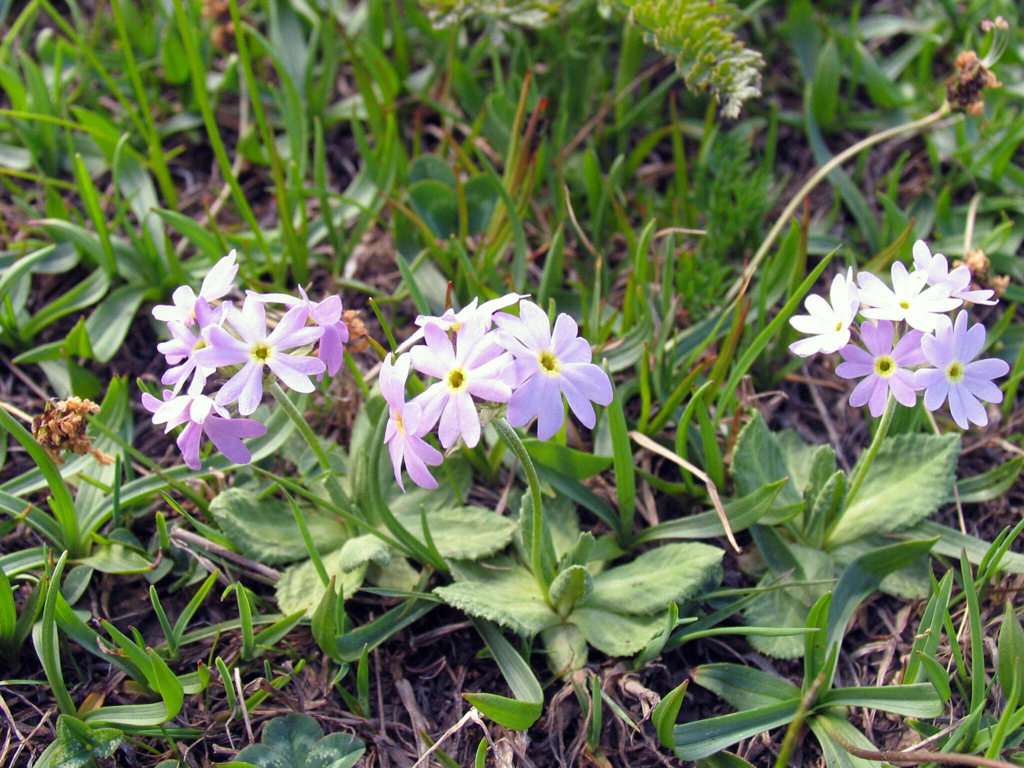 Image of Primula algida Adams