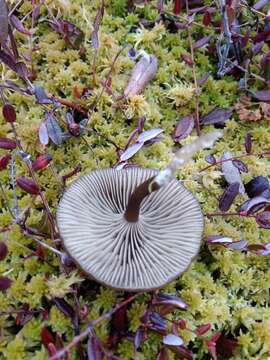 Image of Omphaliaster borealis (M. Lange & Skifte) Lamoure 1971