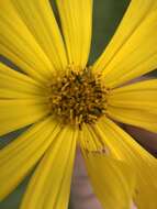 Image of Whorled Sunflower