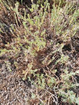 Image of barrier saltbush