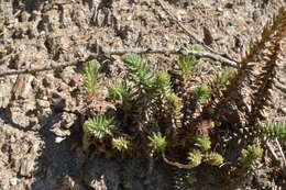 Image of Petrosedum montanum (Song. & Perr.) V. Grulich