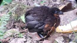 Image of Dark-backed Wood Quail