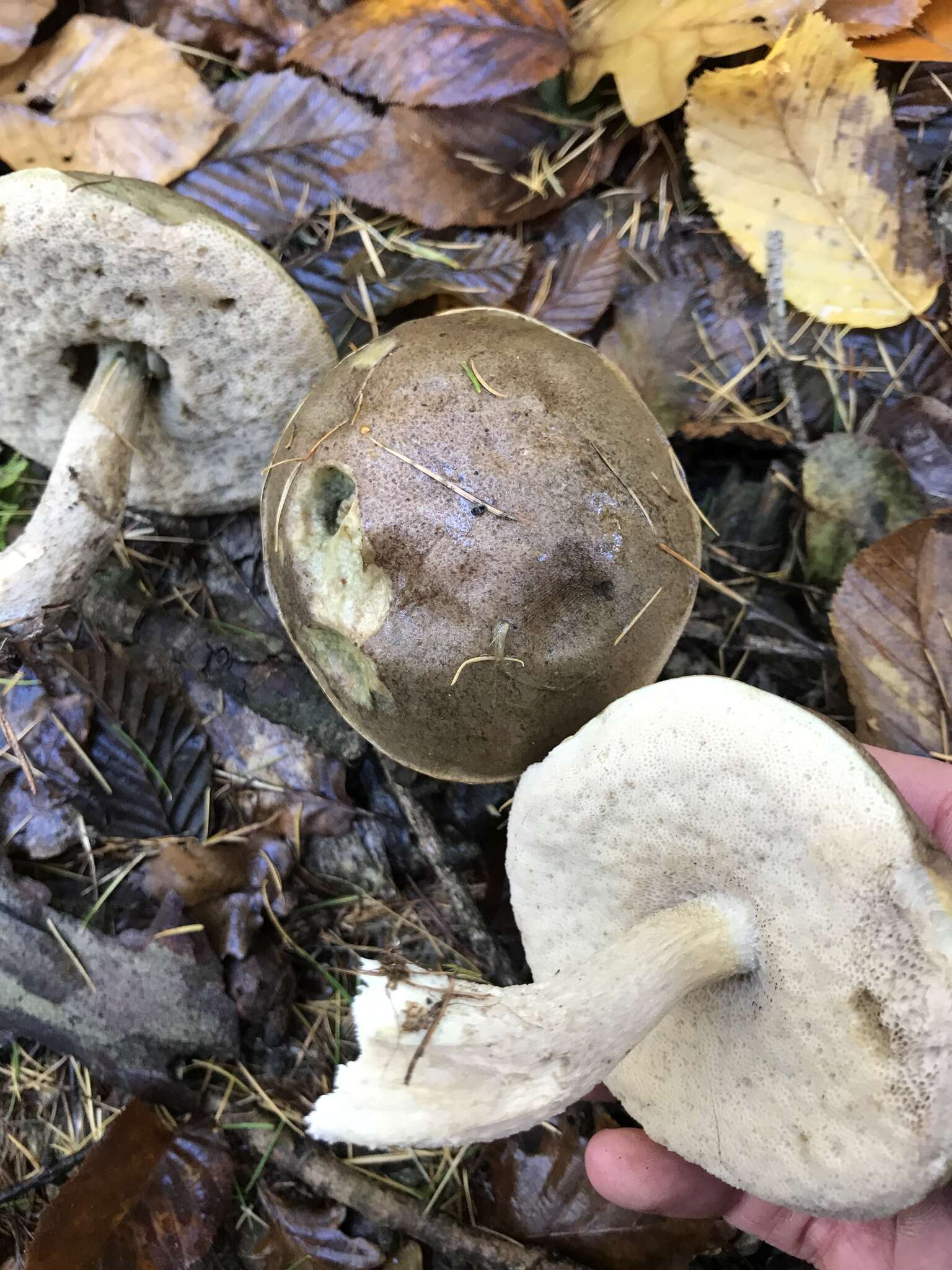 Слика од Leccinum cyaneobasileucum Lannoy & Estadès 1991