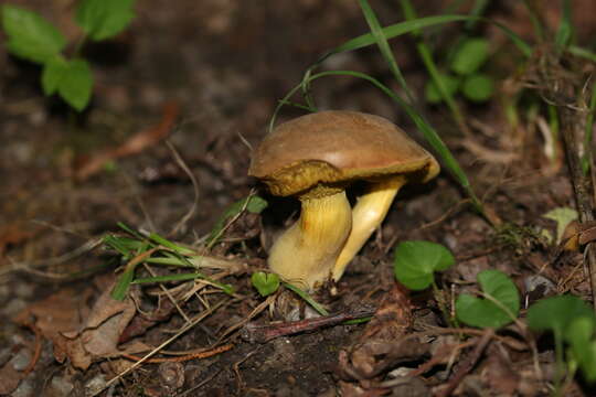 Image of Hortiboletus engelii (Hlaváček) Biketova & Wasser 2015