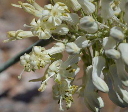 Imagem de Pseudogaltonia liliiflora J. C. Manning & Goldblatt