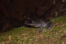 Image of Montane Litter Frog