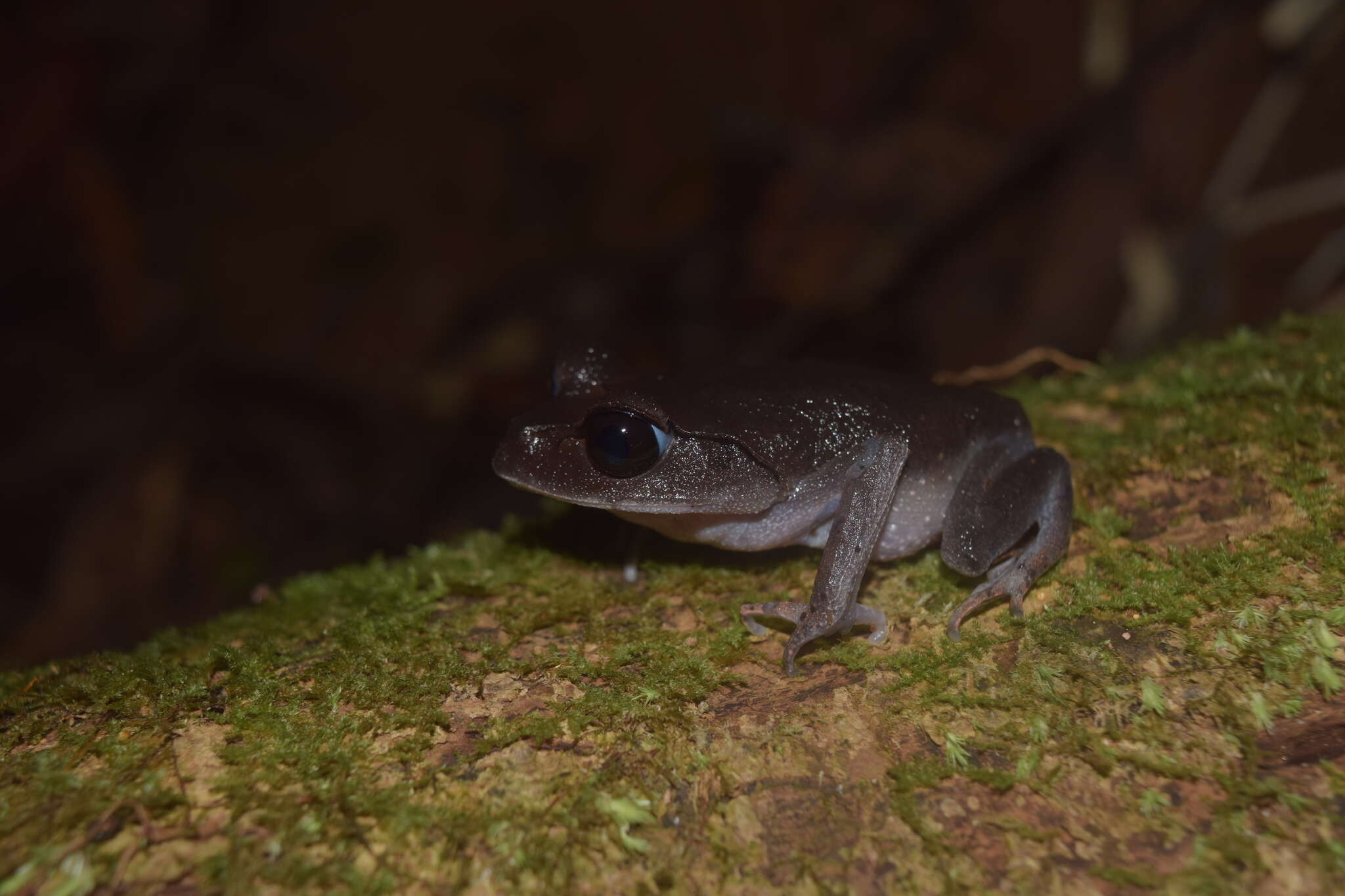 Image of Montane Litter Frog