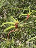 Image of Anigozanthos bicolor Endl.