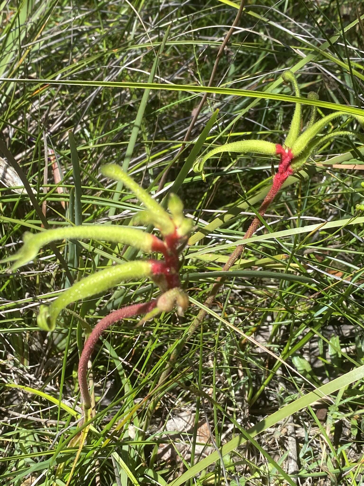 Image of Anigozanthos bicolor Endl.