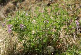 Imagem de Vicia uralensis