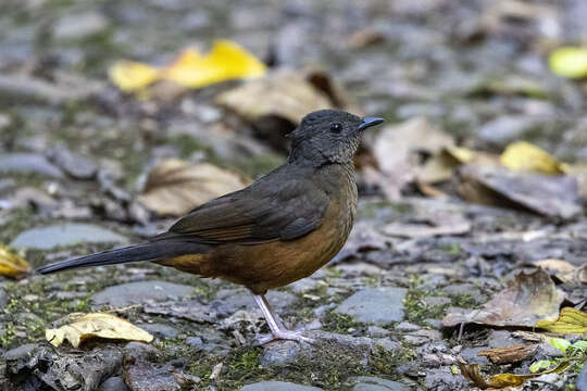 Image of White-tailed Ant-Thrush