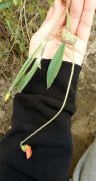 Plancia ëd Scorpiurus vermiculatus L.