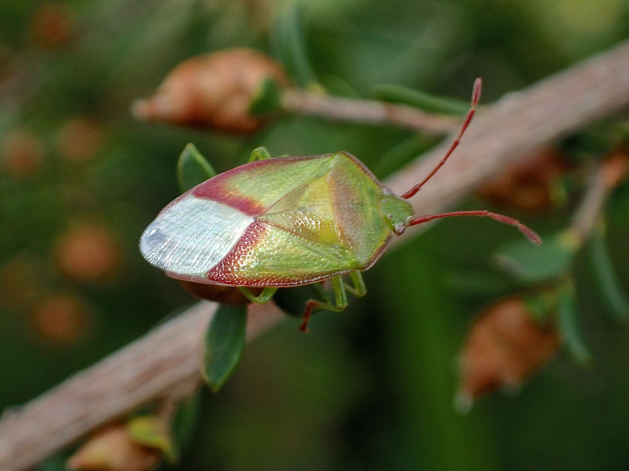 Image of <i>Stauralia compuncta</i>