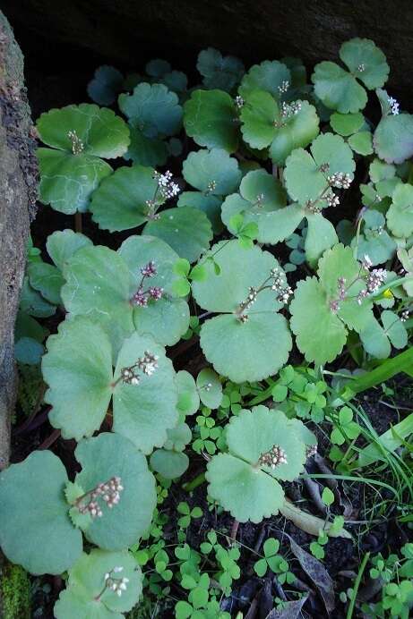 Image of Crassula umbella Jacq.