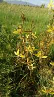 Image of Asphodeline brevicaulis (Bertol.) J. Gay ex Baker