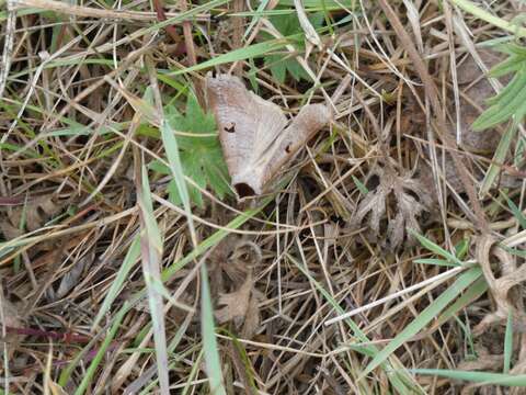 Plancia ëd <i>Lygephila pastinum</i>