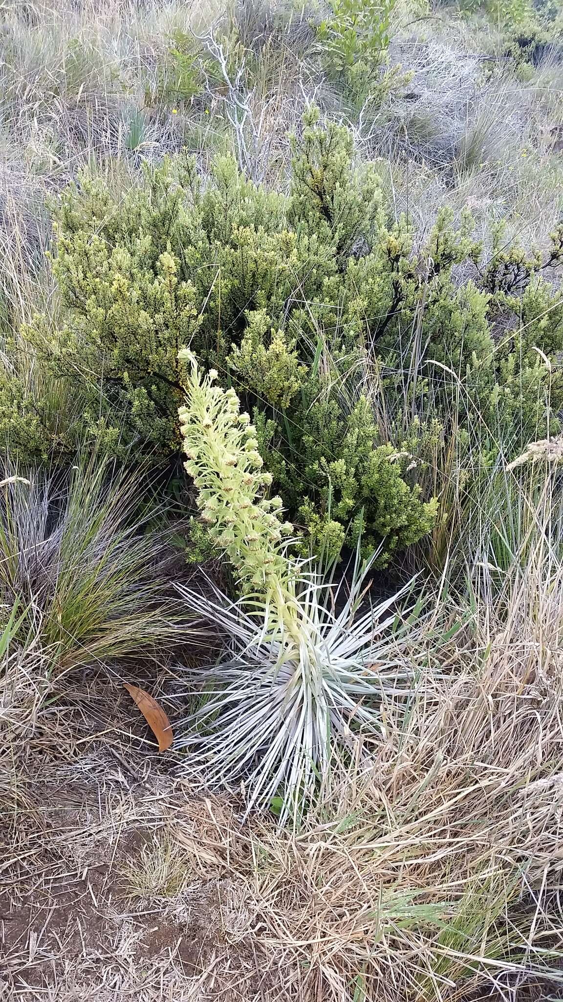 Plancia ëd Argyroxiphium kauense