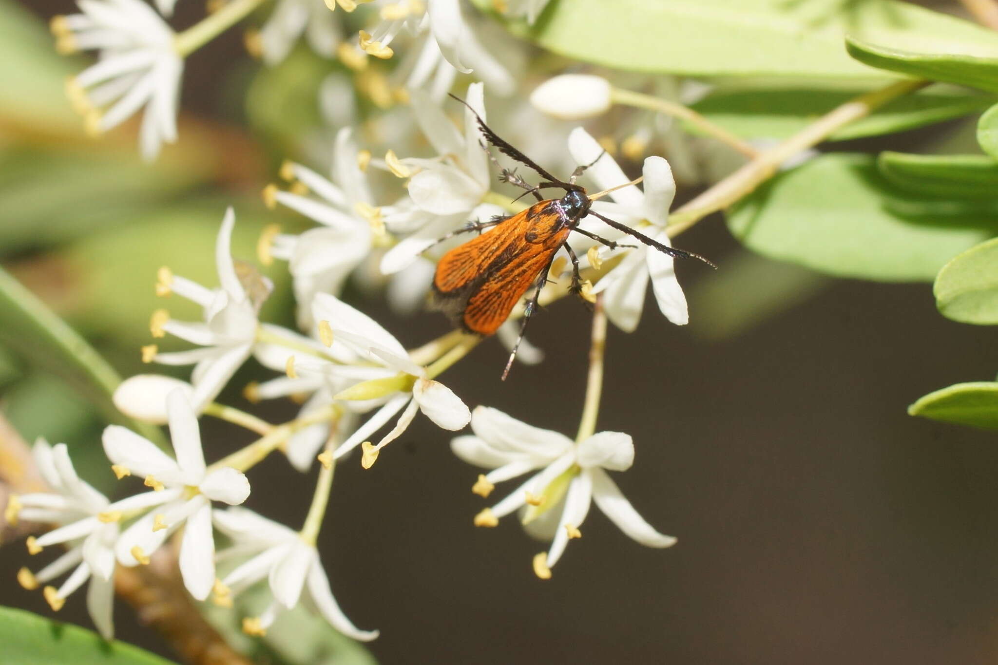 Слика од Snellenia lineata Walker 1856