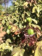 صورة Jatropha gossypiifolia var. gossypiifolia