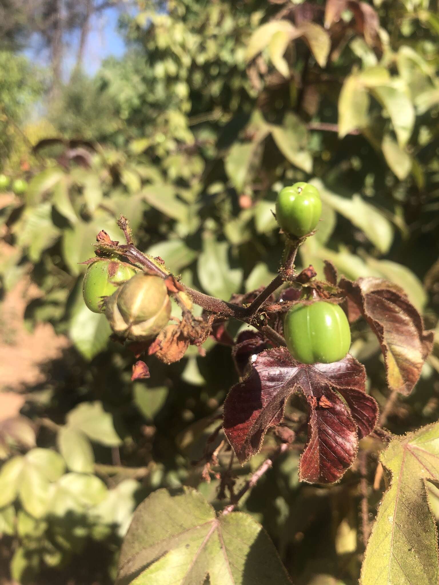 Imagem de Jatropha gossypiifolia var. gossypiifolia