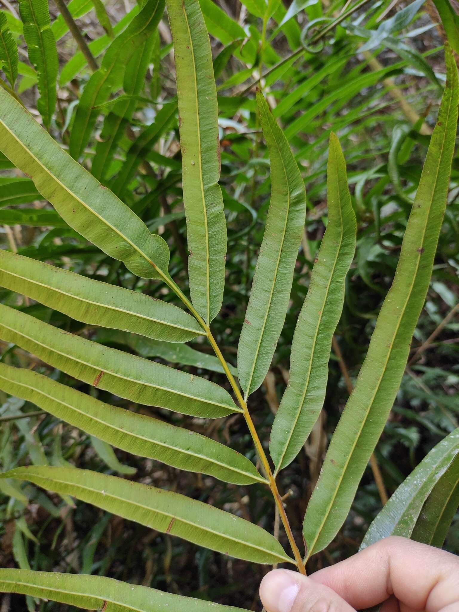 Image of Plenasium vachellii (Hook.) Presl