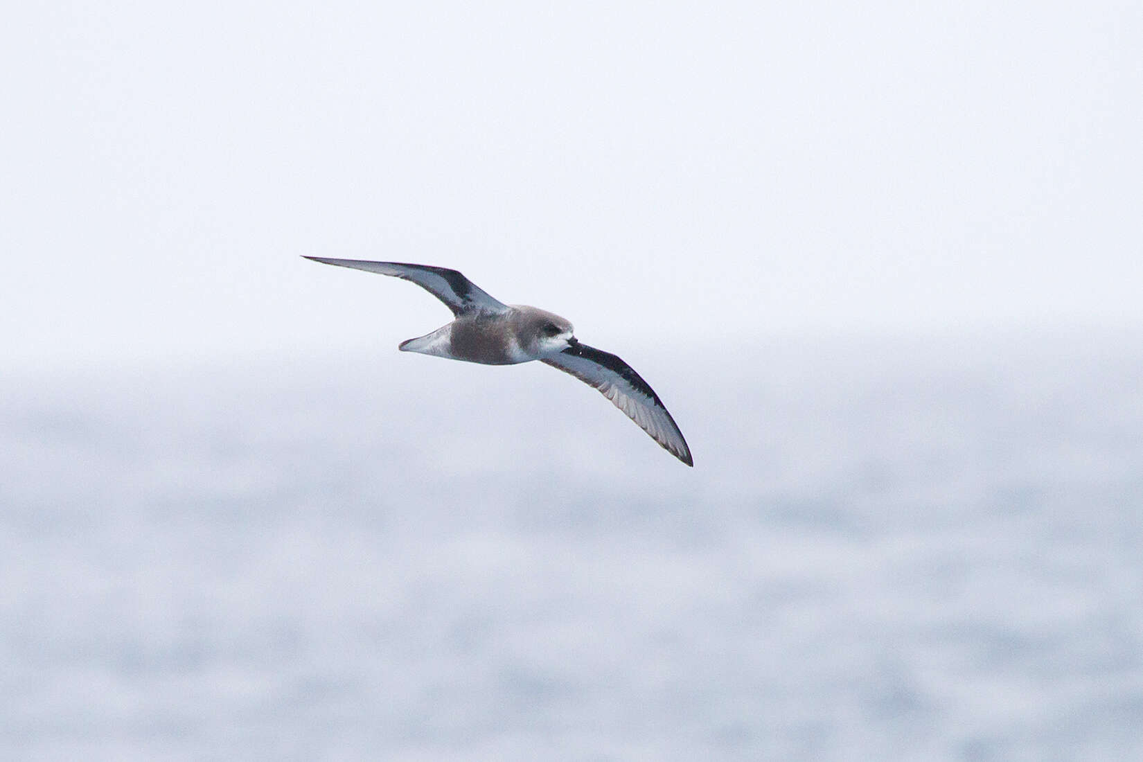 Image of Mottled Petrel