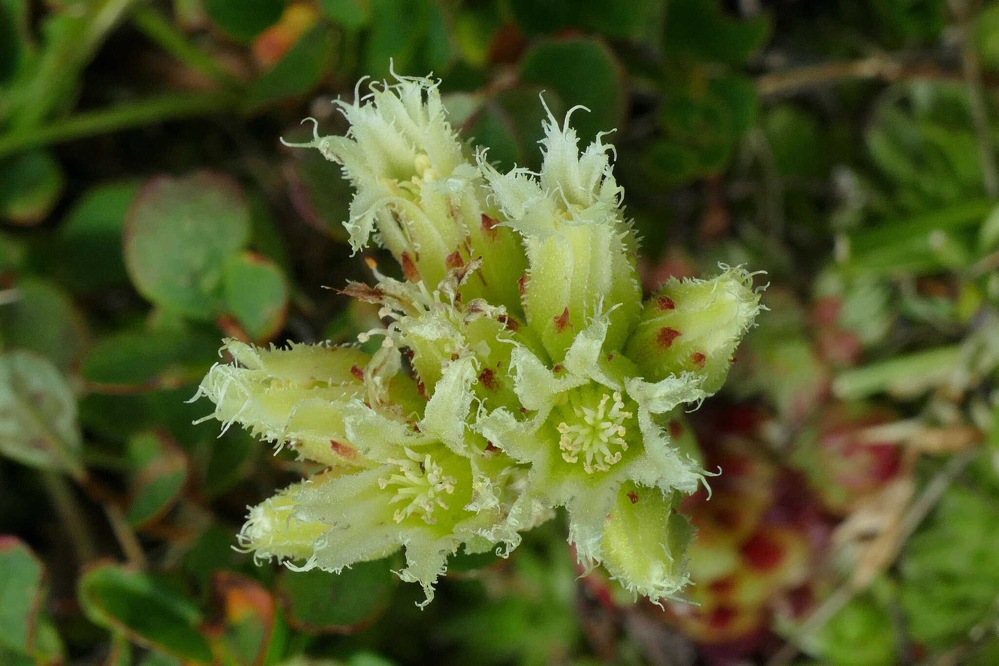 Imagem de Sempervivum globiferum subsp. arenarium (W. D. J. Koch) H.