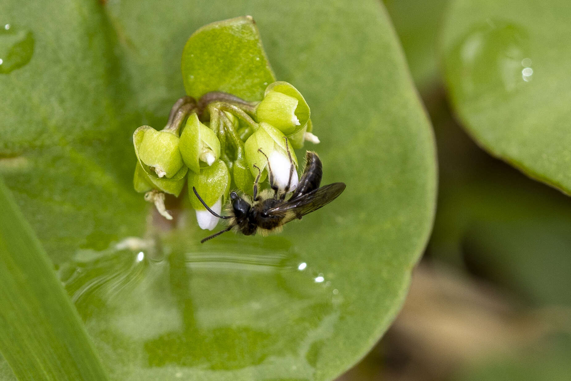 Andrena anisochlora Cockerell 1936 resmi